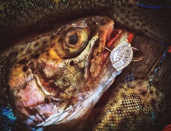 Close-up of fish