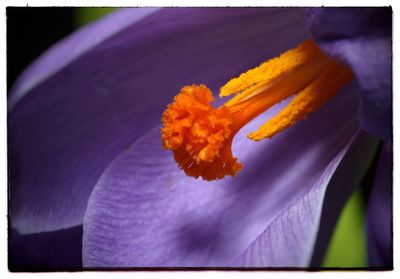 Macro shot of flower