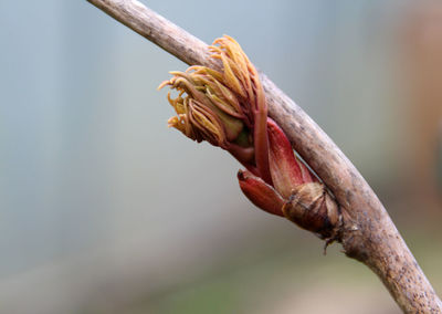 Close-up of plant against blurred background