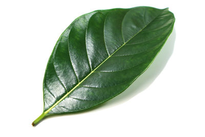 Close-up of green leaf against white background