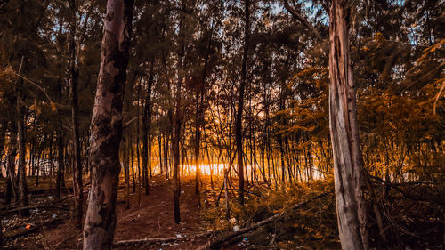 Trees in forest