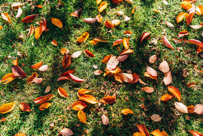 High angle view of dry leaves on field