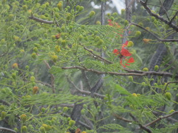 Close-up of red berries on tree