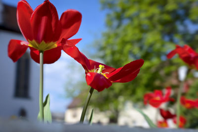 Close-up of red flowering plant