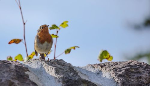 Low angle view of bird perching on tree against sky