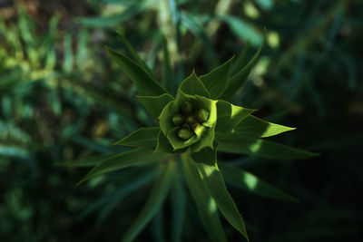 Close-up of flowering plant