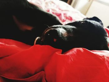 Close-up of dog relaxing on bed at home