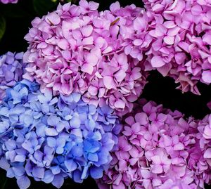 Close-up of purple hydrangea flowers