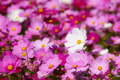 Close-up of pink flowering plants