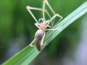 Close-up of insect on plant