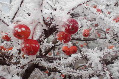 Close-up of berries against sky during winter