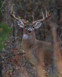 Close-up portrait of deer in forest