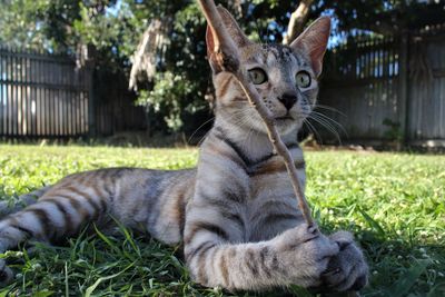 Portrait of cat lying on grass