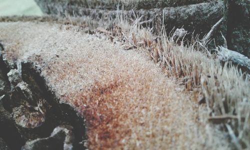 Close-up of snow on land