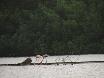 Flamingo feeding 