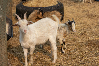 Sheep standing in a field