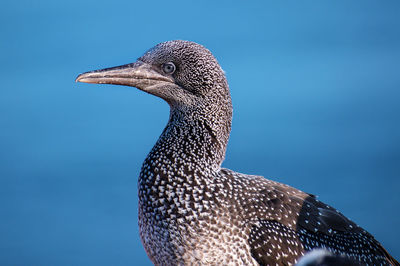 Close-up side view of a bird against blue sky
