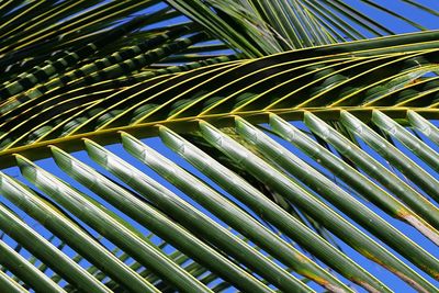 Full frame shot of palm leaves