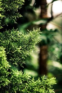 Close-up of pine tree