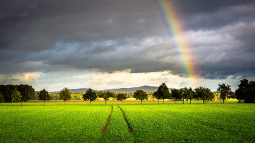 Scenic view of rainbow over field