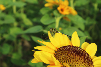 Butterfly pollinating on sunflower