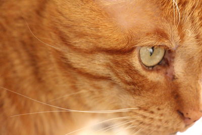 Close-up of cat