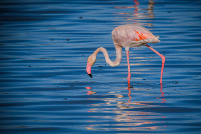 Bird in a lake