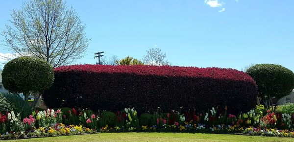 Plants growing on field against blue sky