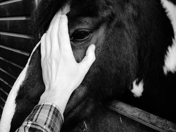 Cropped hand on horse head in stable