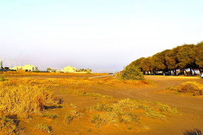 Scenic view of field against clear sky