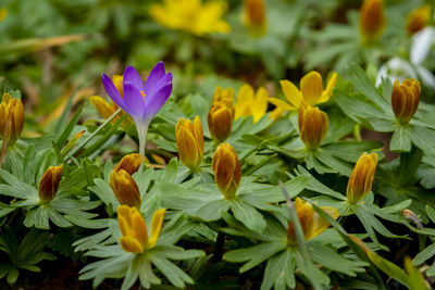 Close-up of purple flowering plants