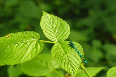 Close-up of insect on leaves