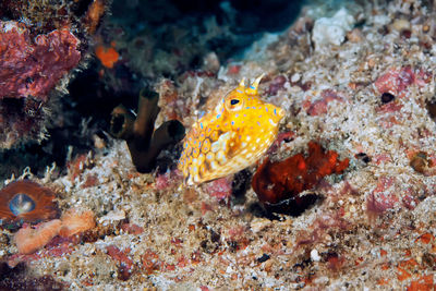 Fish swimming in sea