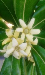 Close-up of white flowering plant