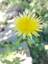 Close-up of yellow flowering plant