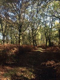 Trees in forest