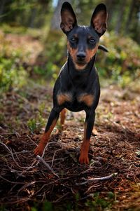 Portrait of dog sitting on field