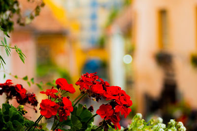 Close-up of red flowering plants