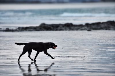 Dog with ball waking on beach