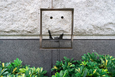 Close-up of plant against wall