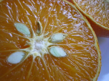 Close-up of orange