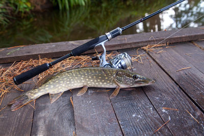 Close-up of fish