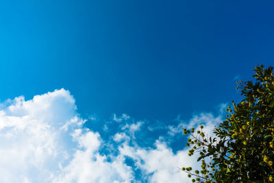 Low angle view of trees against blue sky