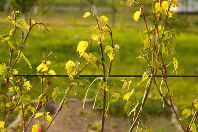 plant