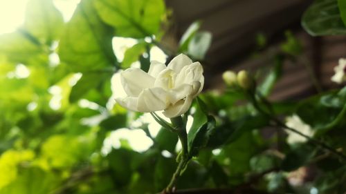 Close-up of white flowers blooming outdoors