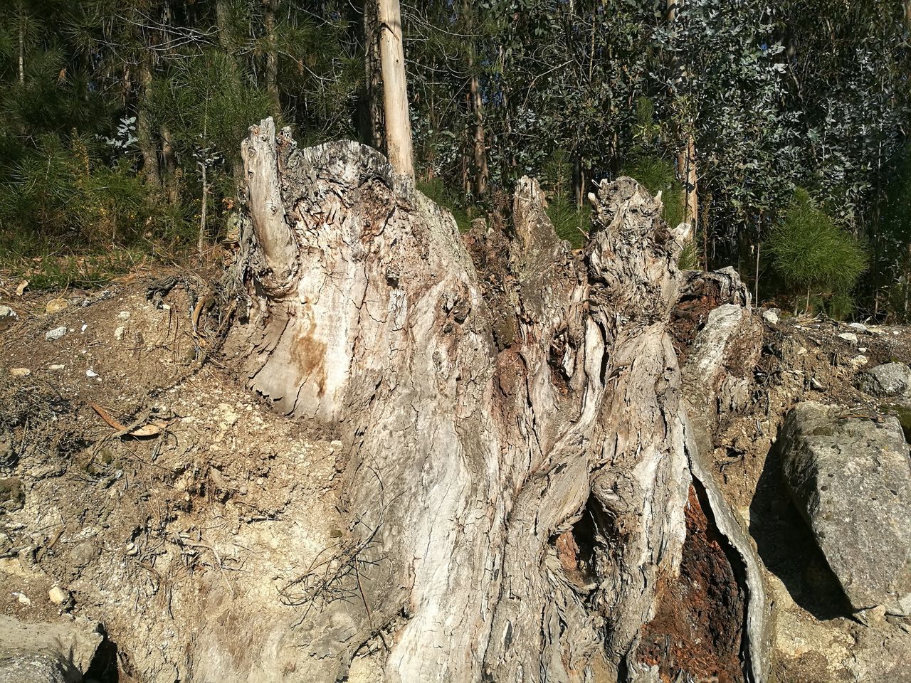 CLOSE-UP OF WATER FLOWING IN TREE