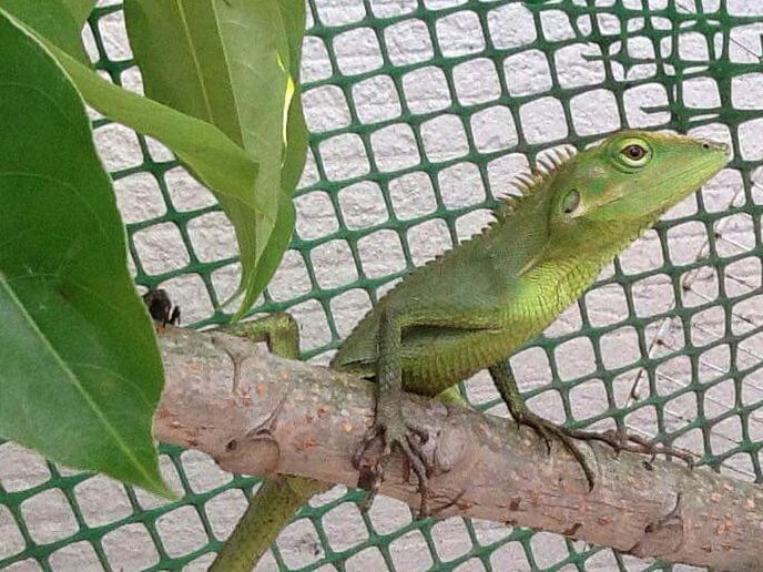 CLOSE-UP OF LIZARD ON WALL