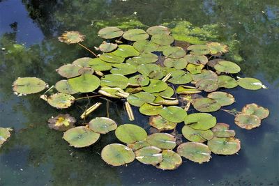 High angle view of water lily in lake