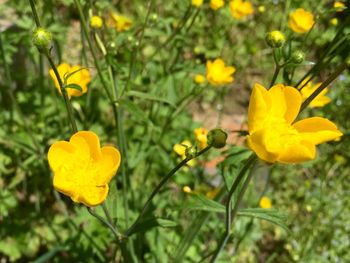 Close-up of yellow flowering plant on field