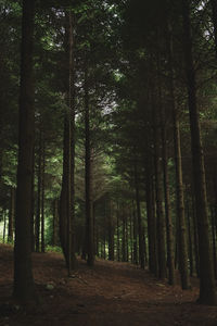 Trees in forest